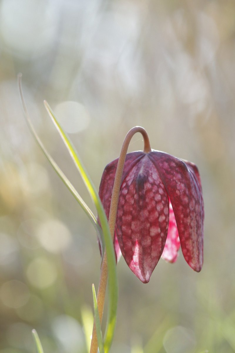 ForLilCreatures's tweet photo. Snakeshead fritillary flowers looking gorgeous in the late afternoon light. 

#flowers https://t.co/9D2DjDH6FE