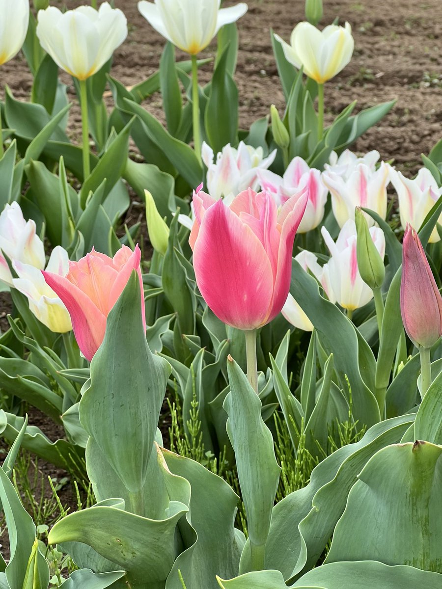 ぴのもる🐴 tweet media