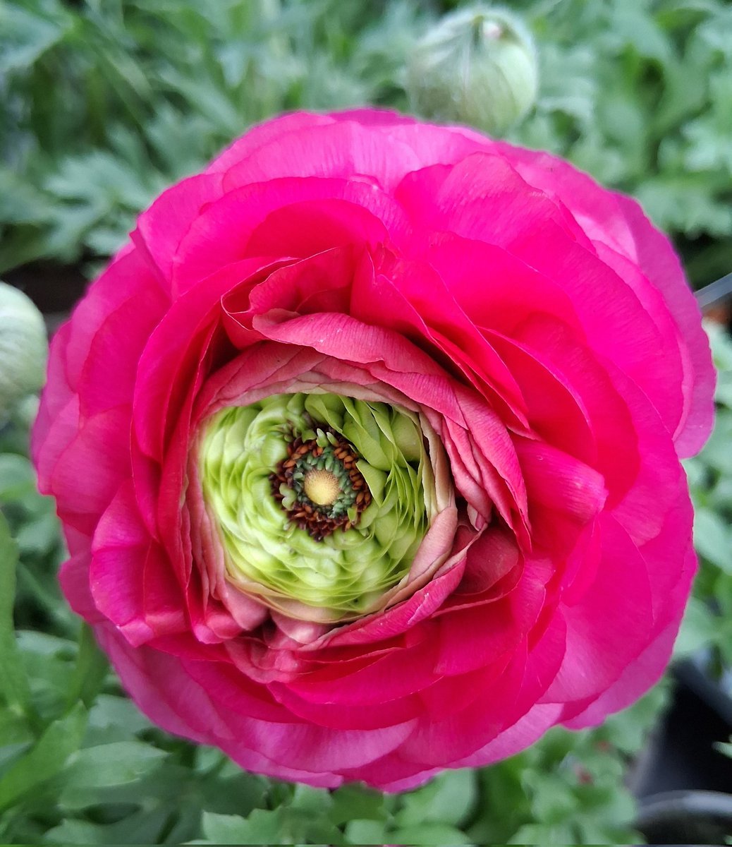 Hilary Taylor tweet media