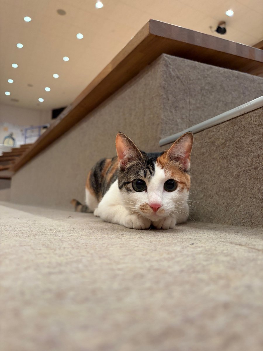 那須ワールドモンキーパーク【公式】 tweet media