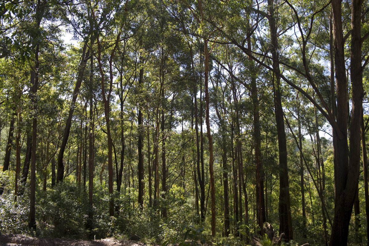 PentForestry's tweet photo. Steve Dadd - our Executive Director and President of the Australian Forest Products Association - spoke to Mark Levy from 2GB Sydney about importing timber into Australia , the beauty of Australian timber and some industry insights.

Listen here - https://t.co/lrW1VxJiqu https://t.co/z6Mbz7dNfL