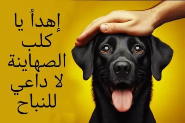 #الخليج_خط_أحمر
كل من يهاجم مصر فاان امرهم قد كشف فاانهم يقبضون المال من اجل ذلك ليس من اجل قضيه او رئ يؤمن به بل من اجل المال وقد فضح امرهم فلا داعي ان ندخل في جدال مع هؤلاء