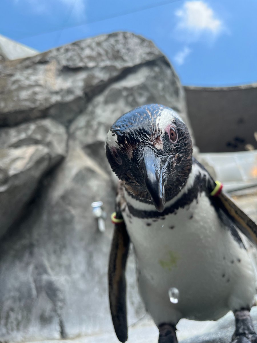 NagasakiPengin's tweet image. ペンギンと大きさが入れ替わったらこんな感じでしょうか？
#長崎ペンギン水族館 #penguin #aquarium
#長崎 #長崎観光 #水族館 #ペンギン
#マゼランペンギン #巨人ならぬ巨ペン