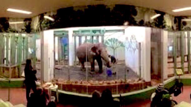 #T4Animals 🐘🦁🦒🐅🦊🦔🐻 tweet media