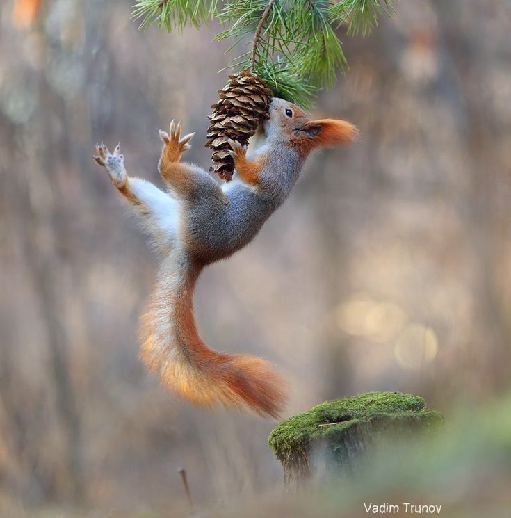 Elisabeth Bonnefond🐶🕊️🐰🐝 tweet media