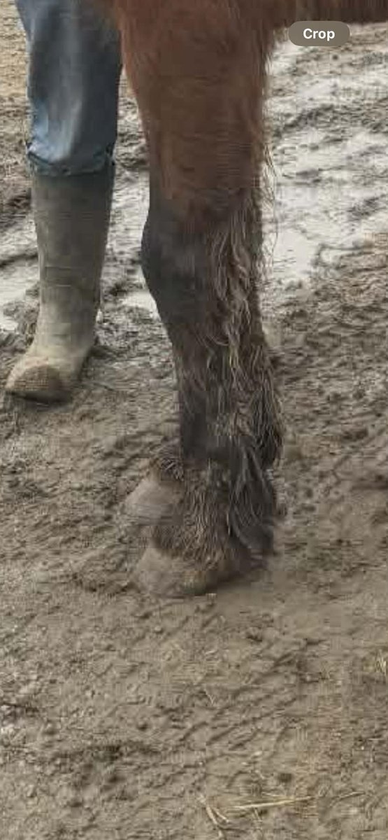 WildCorp's tweet image. #animalwelfare We've a chance to save a 18 y/o BLM mustang that's worked very hard for several years for the Amish &amp;amp; needs to retire &amp;amp; not sent to the bad place. She has a loving retirement home waiting for her $975 Can you #help paypal.com/donate/?hosted… venmo.com/u/SaveourWildH…