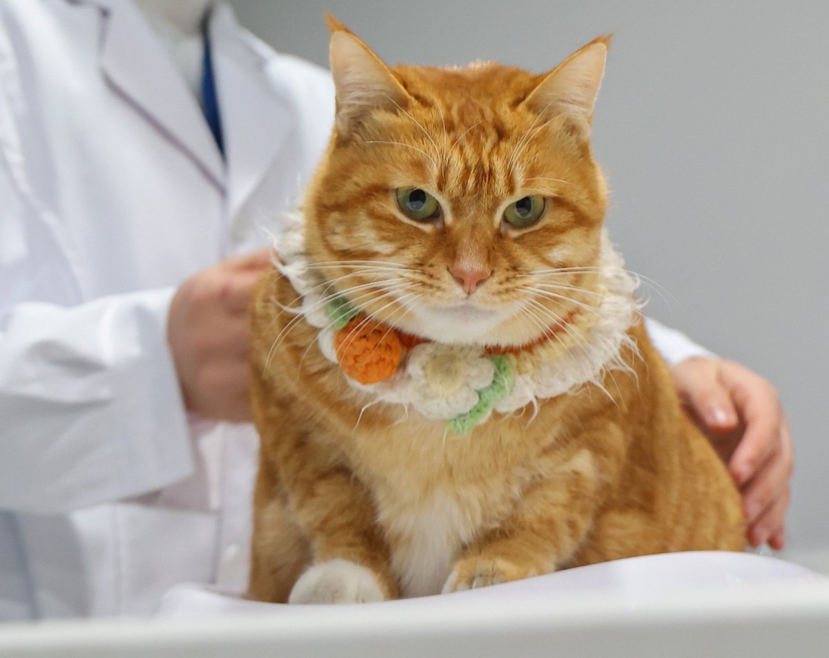 ChinaDaily's tweet image. Domestic meds get cats' meow for #pet sector bit.ly/3PKUCDH