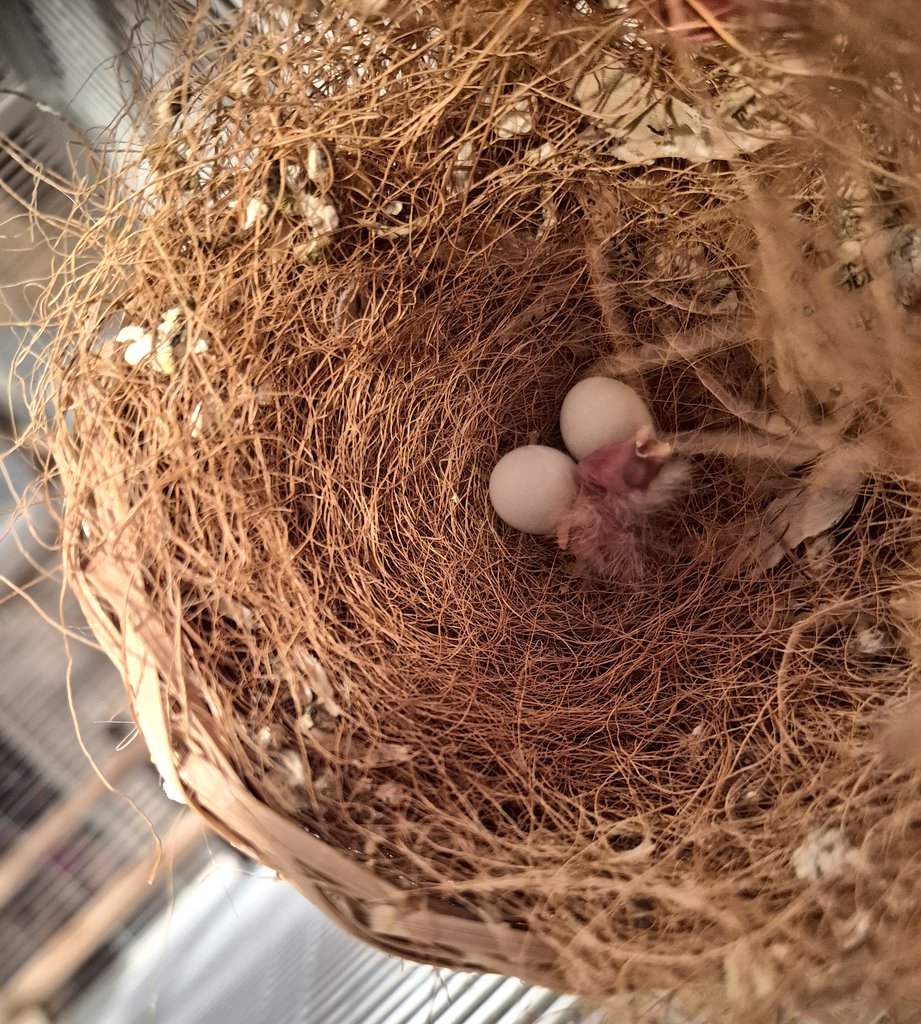 UnTalNeno! 🇪🇺 tweet media