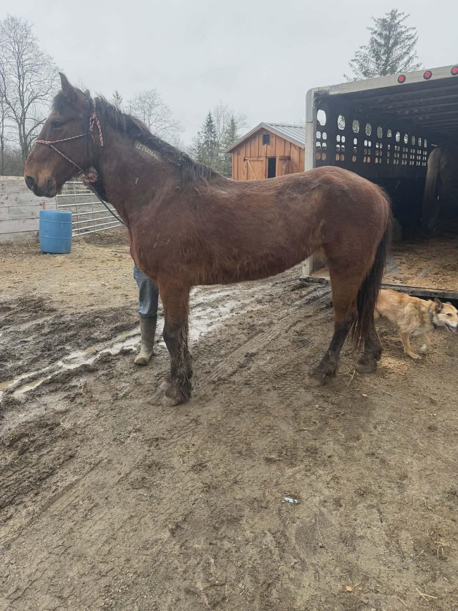 WildCorp's tweet image. #animalwelfare We've a chance to save a 18 y/o BLM mustang that's worked very hard for several years for the Amish &amp;amp; needs to retire &amp;amp; not sent to the bad place. She has a loving retirement home waiting for her $975 Can you #help paypal.com/donate/?hosted… venmo.com/u/SaveourWildH…