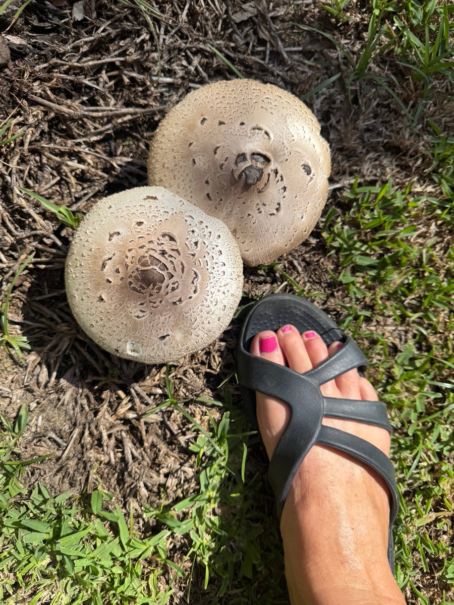 Jane Angel 💙💛🦅 🐾 🏊‍♀️🌹 tweet media