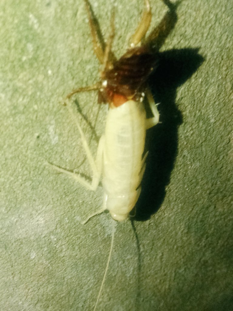 r. mba Ruben tweet media