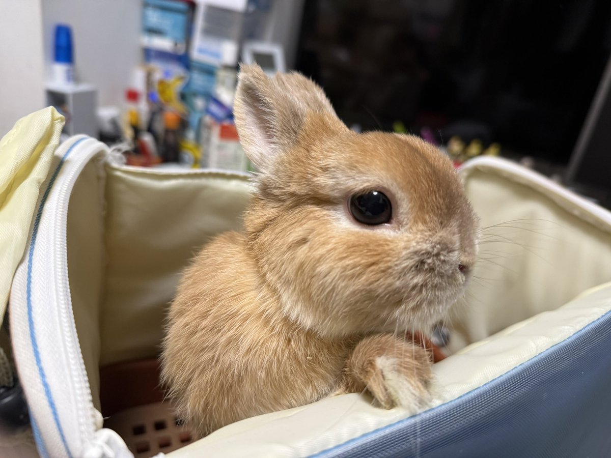 ポピー(ウサギ) モニ(飼い主) tweet media