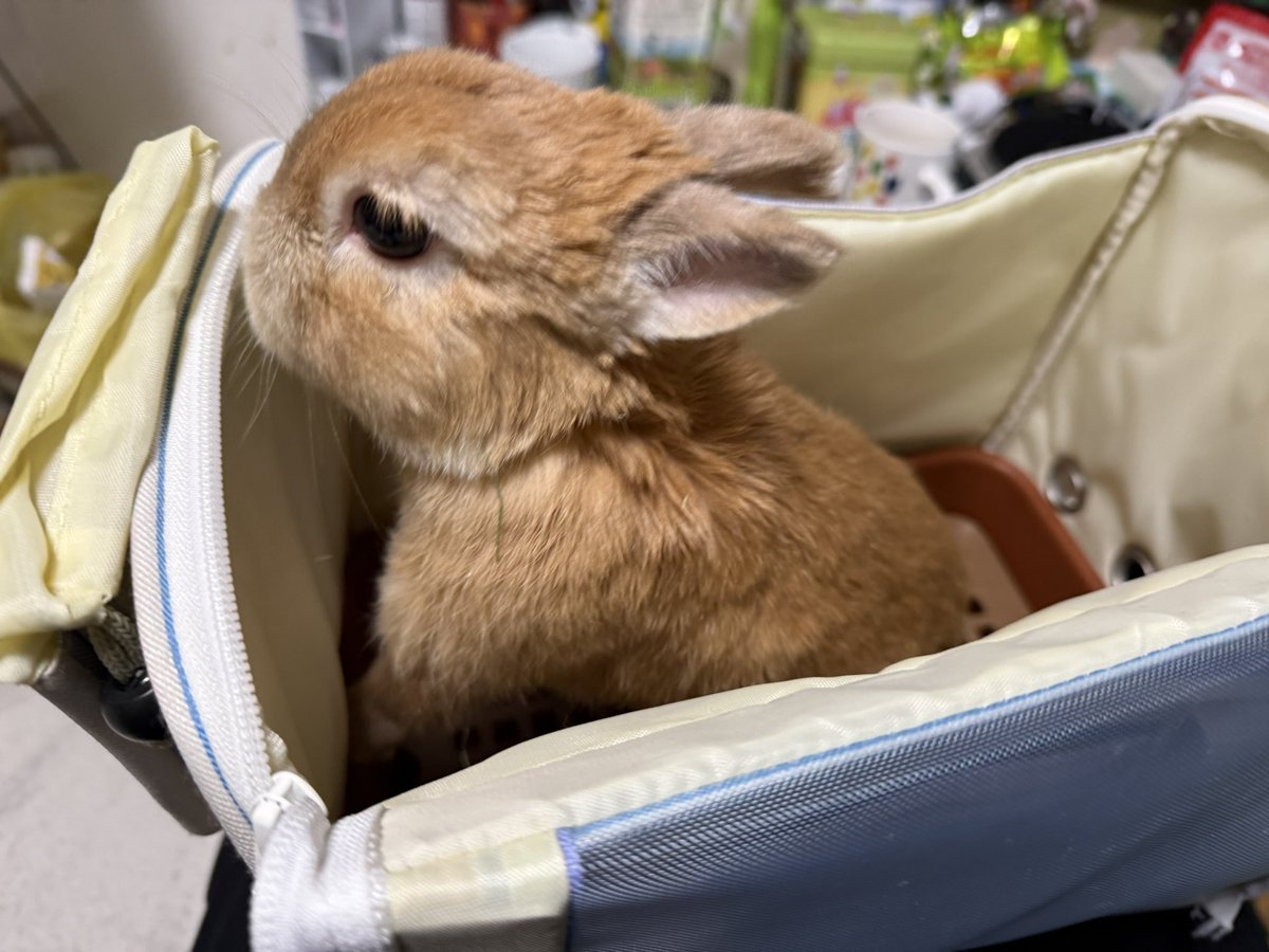 ポピー(ウサギ) モニ(飼い主) tweet media