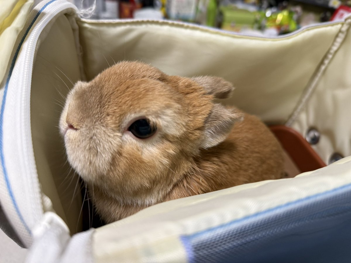 ポピー(ウサギ) モニ(飼い主) tweet media