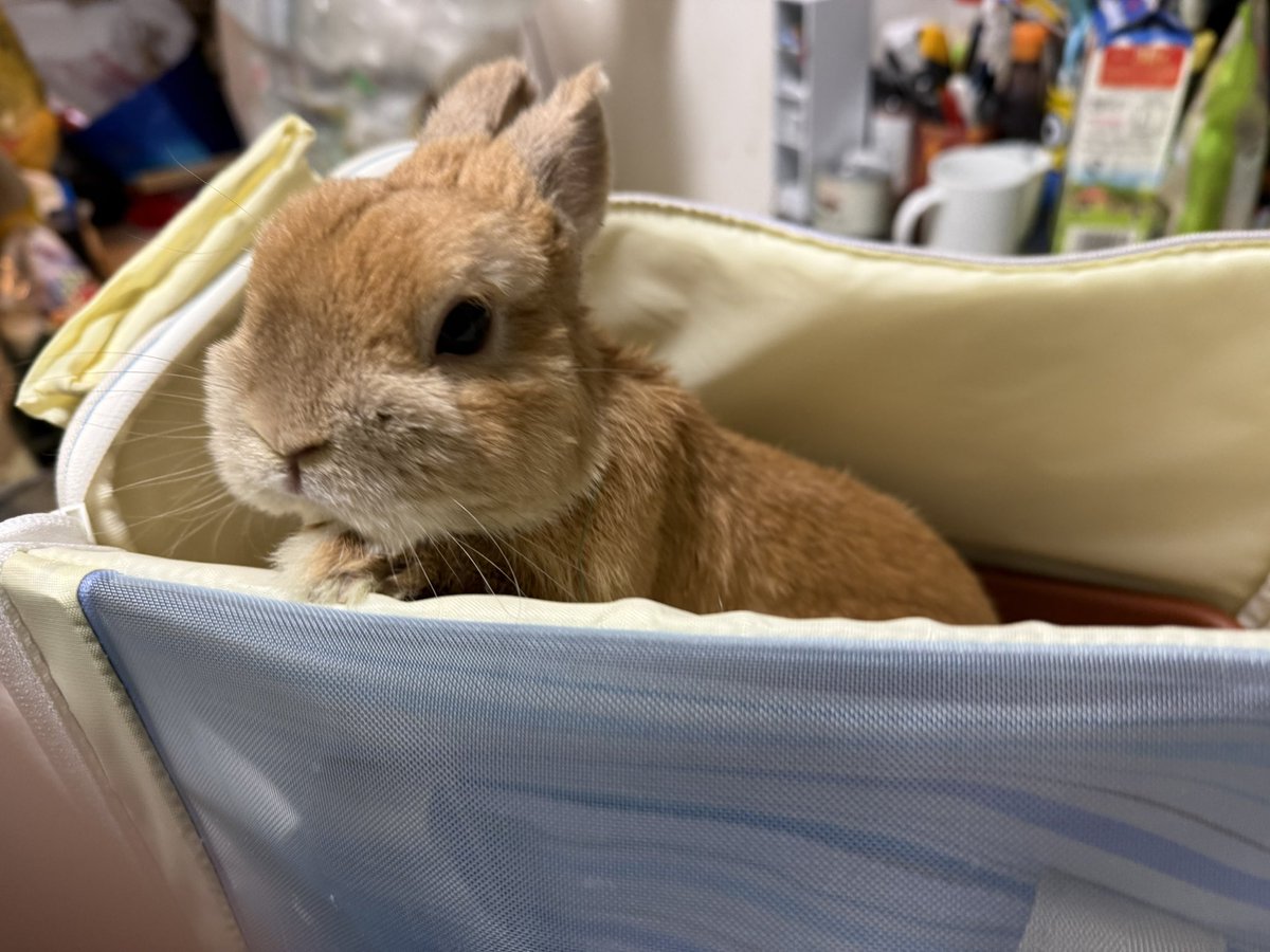 ポピー(ウサギ) モニ(飼い主) tweet media