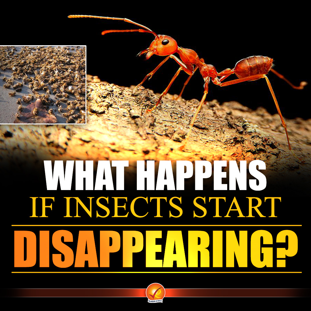 VajiramRavi's tweet image. 🐜 What if insects disappear?
It’s not a small problem—it’s a global ecological crisis.

💡 No insects = No ecosystem balance.

#UPSC #Environment #Ecology #ClimateCrisis #BiodiversityLoss #Insects #UPSCPreparation #IAS #IASPreparation #UPSCPrelims #EnvironmentNotes #UPSC2026
