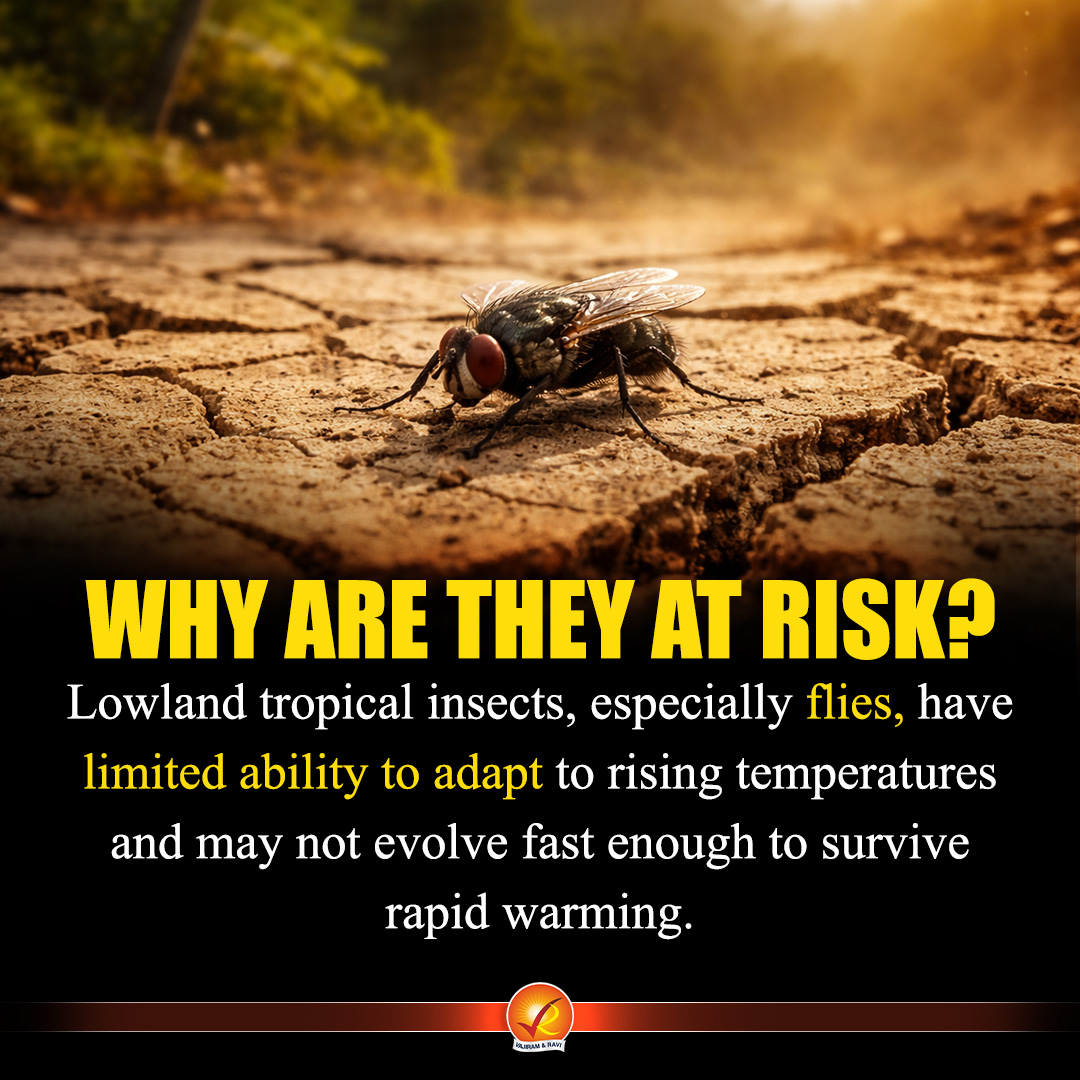 VajiramRavi's tweet image. 🐜 What if insects disappear?
It’s not a small problem—it’s a global ecological crisis.

💡 No insects = No ecosystem balance.

#UPSC #Environment #Ecology #ClimateCrisis #BiodiversityLoss #Insects #UPSCPreparation #IAS #IASPreparation #UPSCPrelims #EnvironmentNotes #UPSC2026