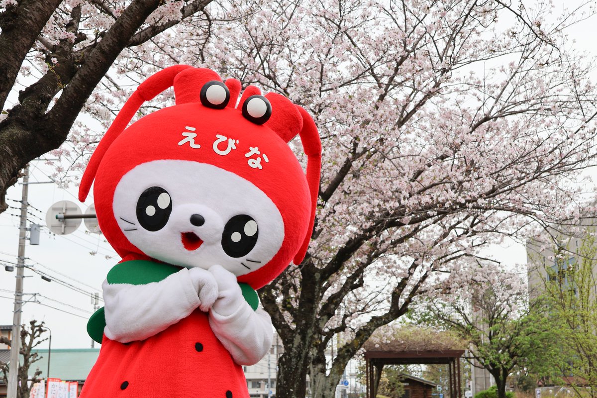 海老名市えび~にゃ🍓【公式】 tweet media