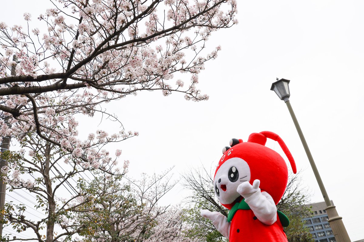 海老名市えび~にゃ🍓【公式】 tweet media