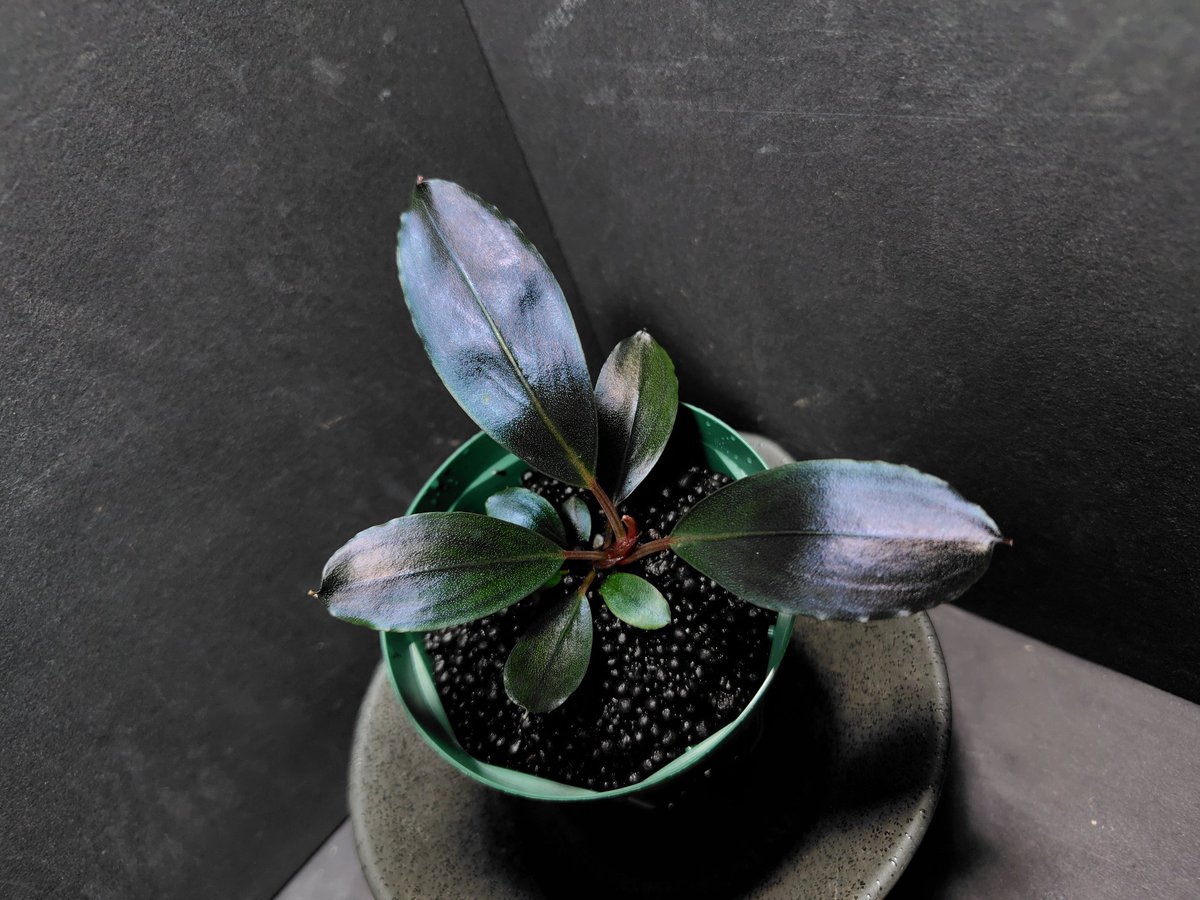 19周年セール第一弾(植物)情報
4/11(土)から始まる19周年セール第一弾(植物)のご案内になります!
参加されるお客様は内容をご確認頂きご参加下さい!!
内容変更ある場合は早めにご告知させて頂きますので宜しくお願い致します🙇
#19周年セール