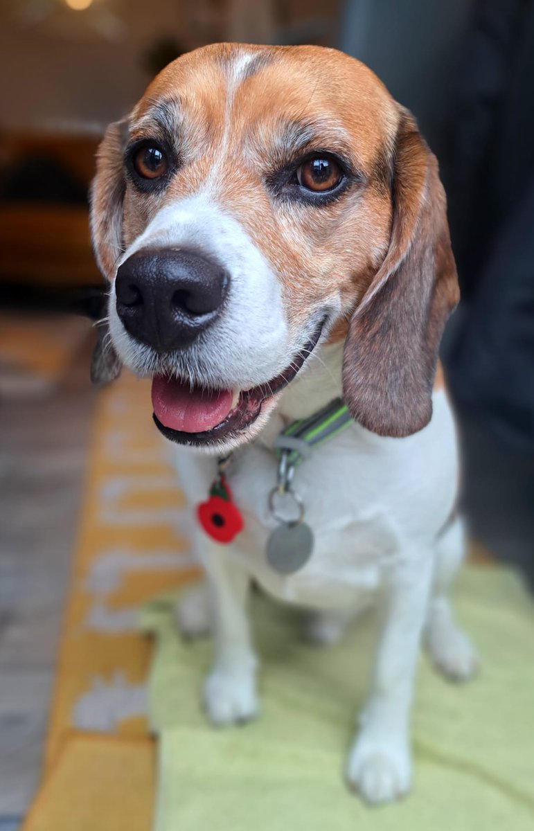 MrPercy Beagle tweet media