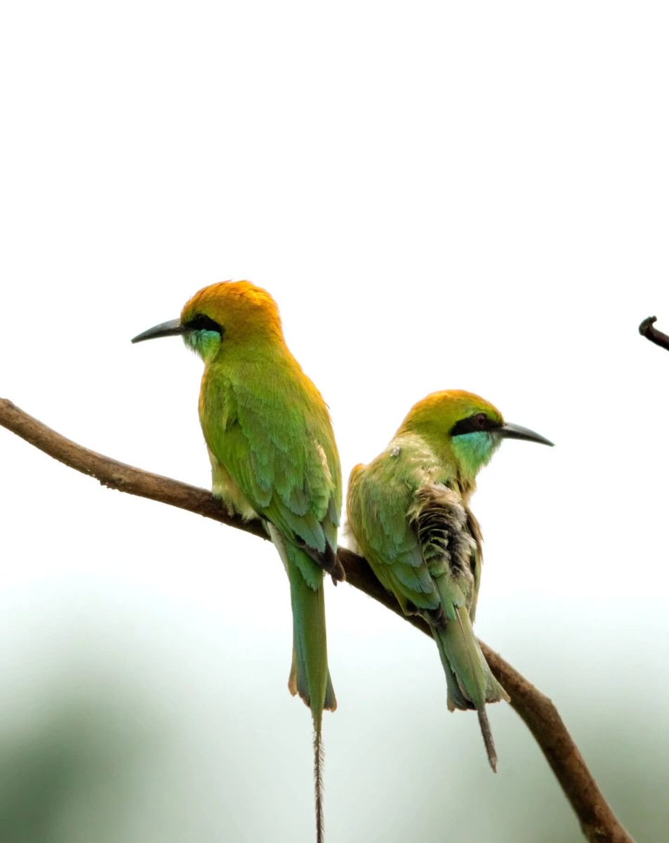 Saurabh🦚 tweet media