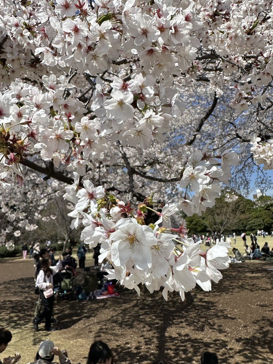 obat rindu tweet media