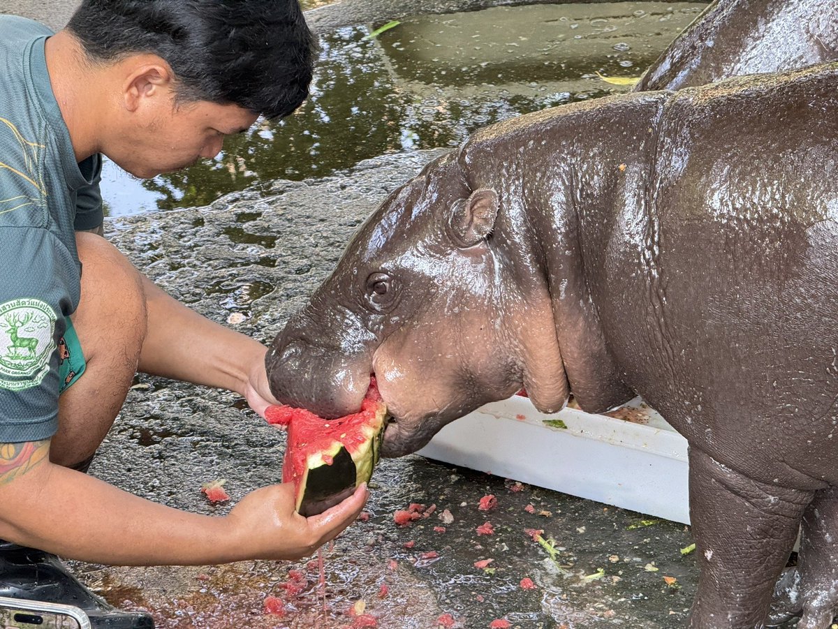 สวนสัตว์เปิดเขาเขียว Khao Kheow Open Zoo tweet media