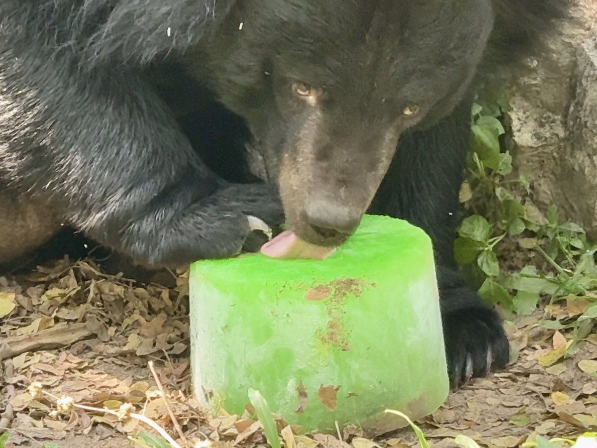 สวนสัตว์เปิดเขาเขียว Khao Kheow Open Zoo tweet media