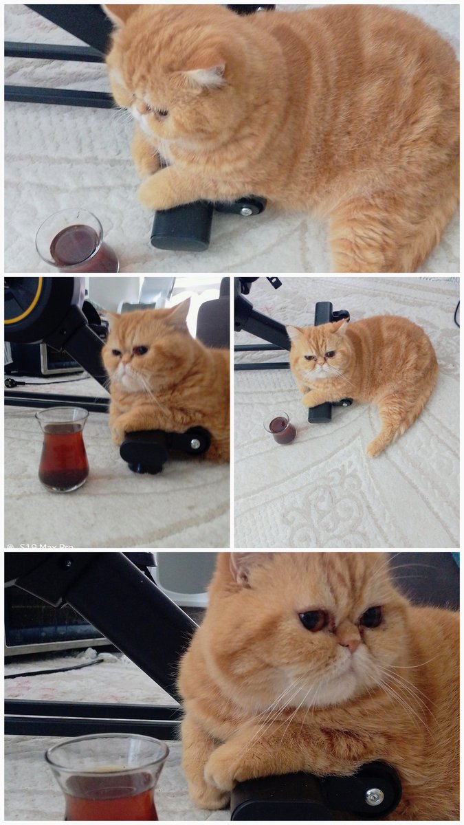 crack_ty's tweet image. #turkishcat #tea #cat ,😼🇹🇷