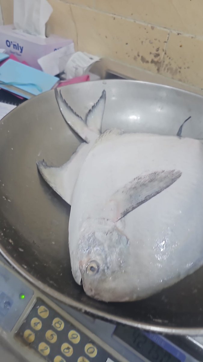 الذيب في الجليب tweet media