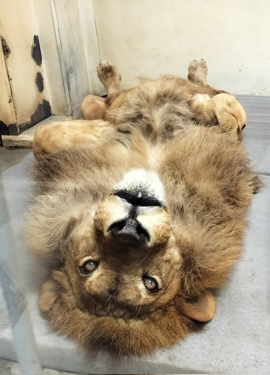 19歳アイドル
サービスが過ぎる。

2026.4.4
#釧路市動物園
#ライオン
#アキラ