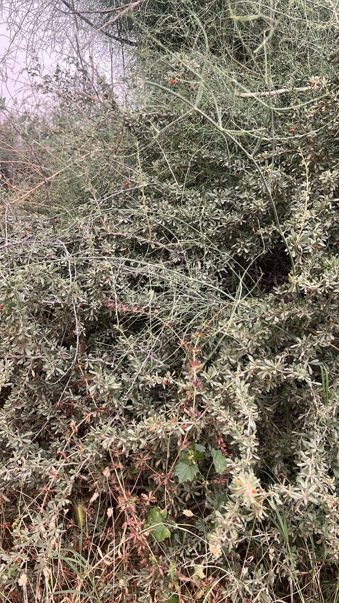 MindfulEcho tweet media