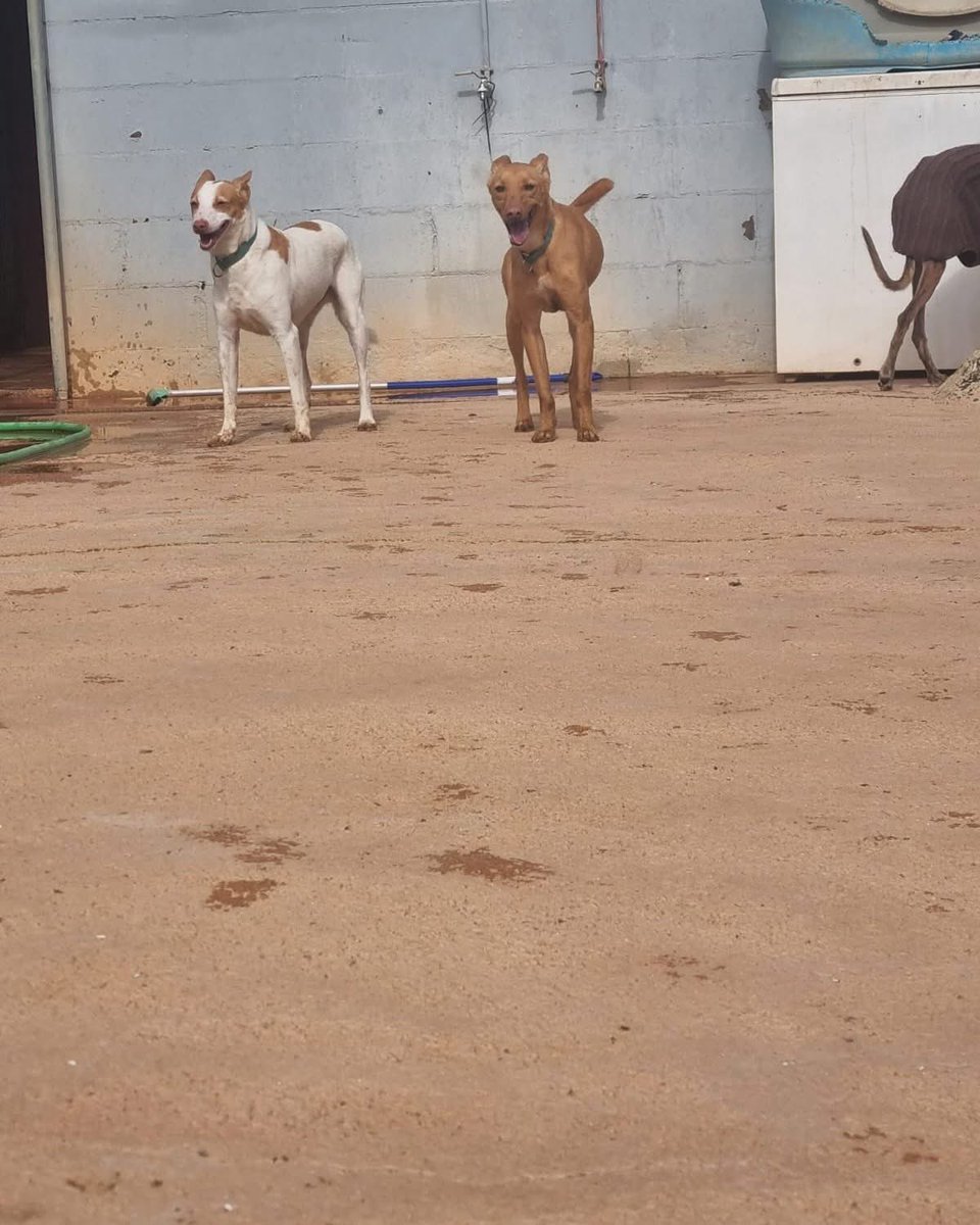 Alma Libre Rescue Italia tweet media