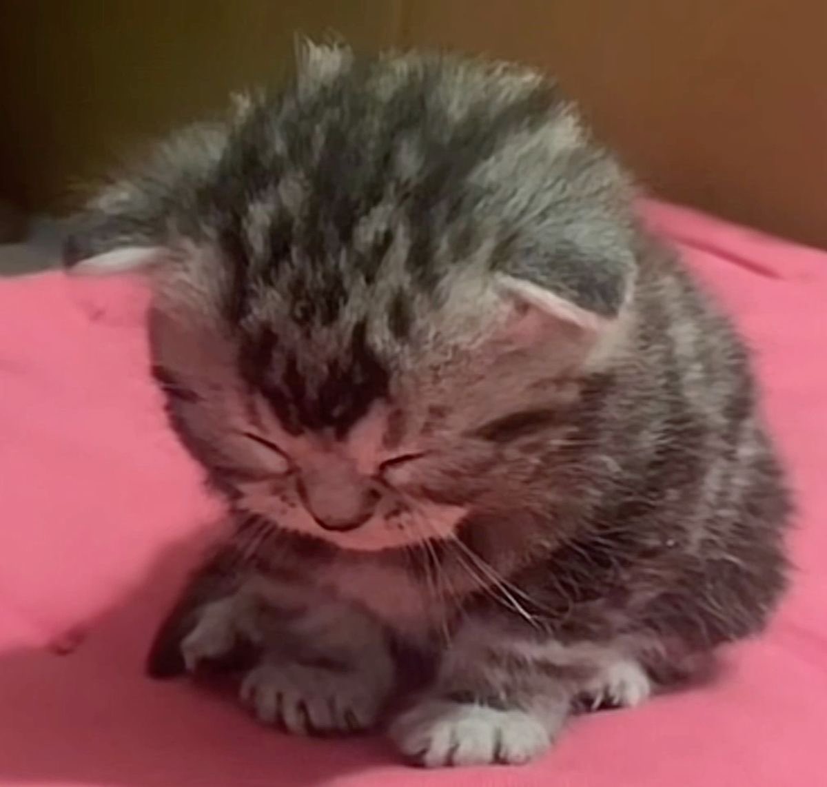 ลุกแมวจิ๋วๆคือวอนบินทั้งหมด