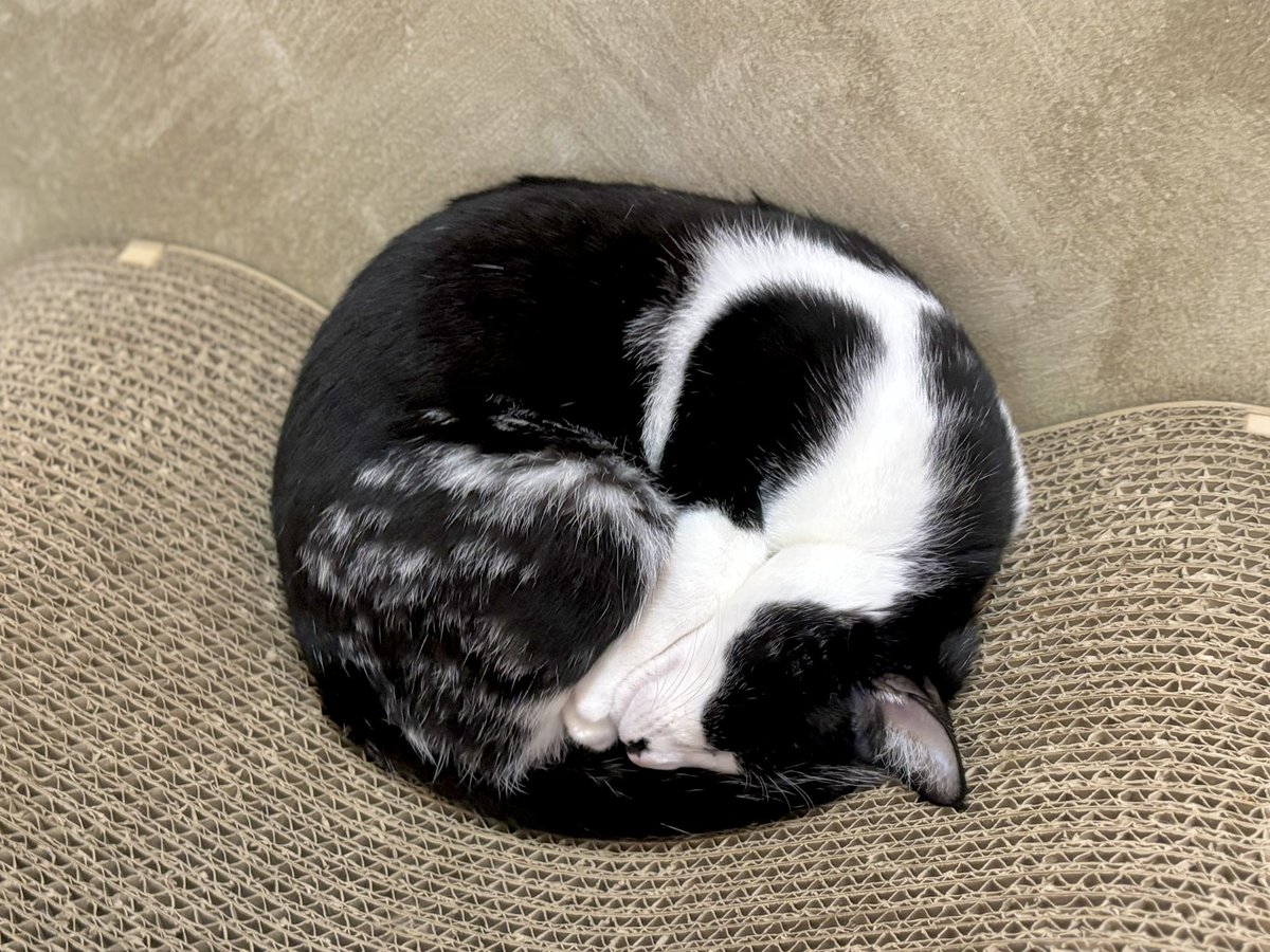 ウリエル(本店)ねこちゃんず tweet media