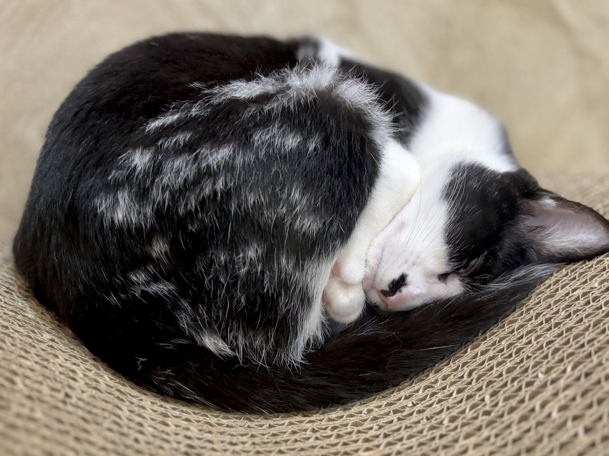 ウリエル(本店)ねこちゃんず tweet media