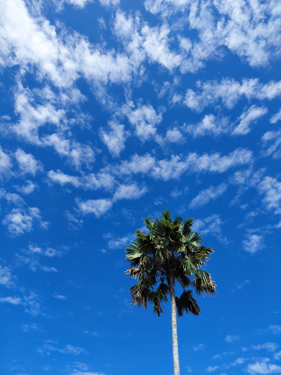 ikan cupang tweet media