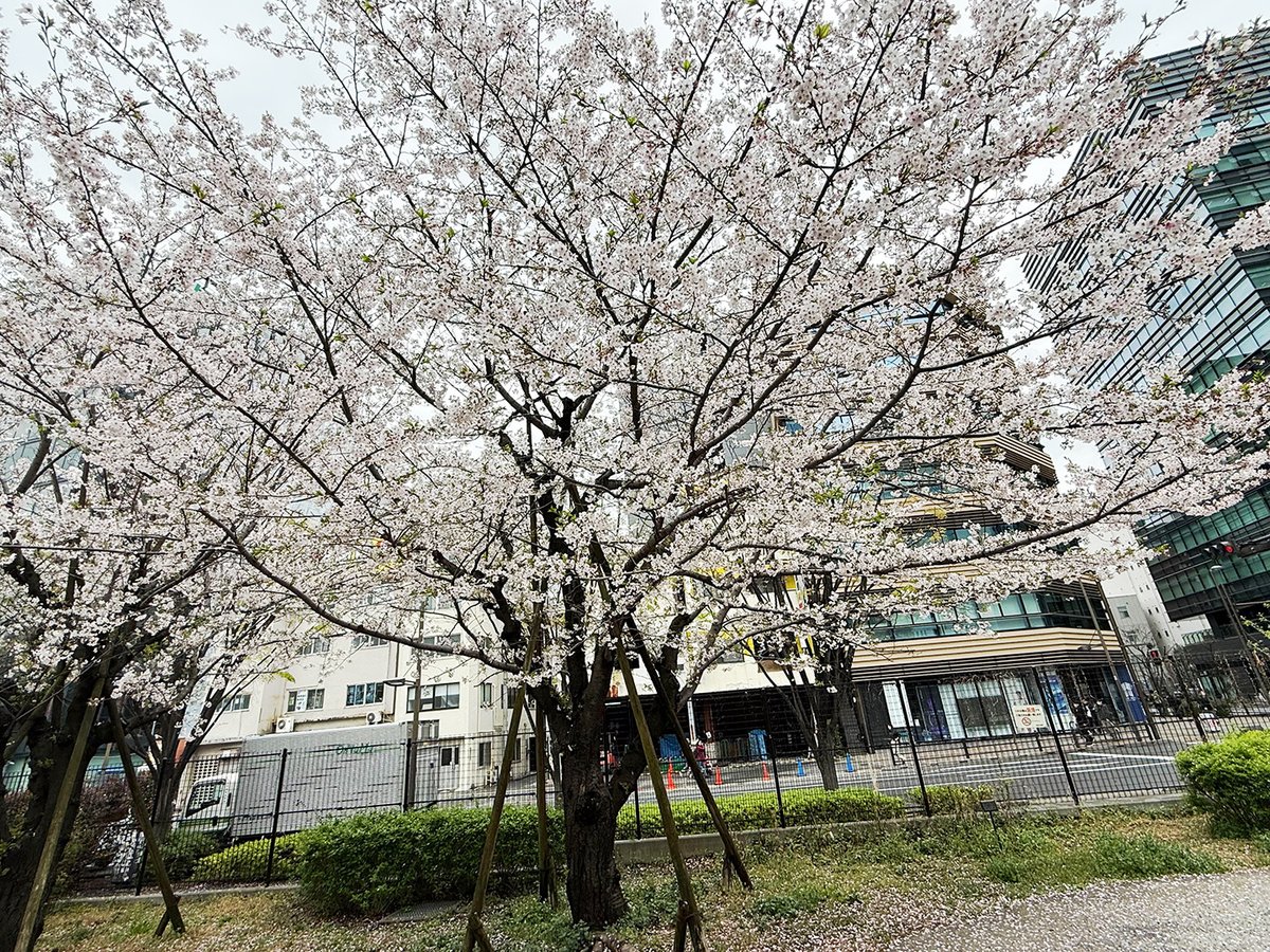 acquire_pr's tweet photo. 2026年4月1日。新年度 なにかやってやろう！
ということで、新企画『ACQ_Weekly（仮）』始動🌸
アクワイアのこれまでとこれからを、毎週すこしずつお届けします。
今日は桜とスーツが目立つ春の日。新しい挑戦、楽しんでいきます！🙌
-----撮影：秋葉原練塀公園 https://t.co/L2JudhSTxR