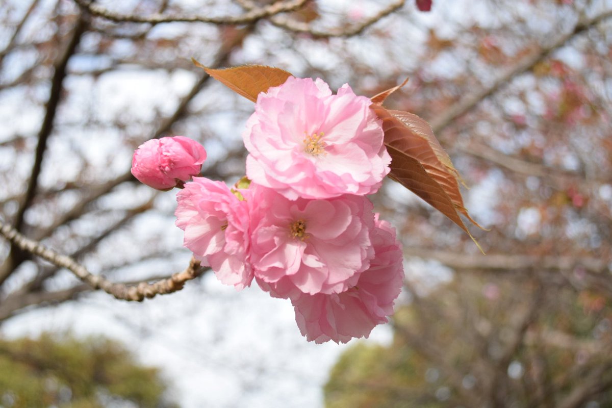 imu201's tweet photo. 桜がとても綺麗な季節です🌸📸
撮れてよかった😌🌸 https://t.co/l7ckn9BEgB