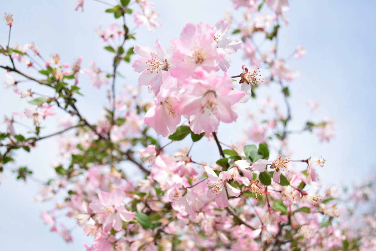 imu201's tweet photo. 桜がとても綺麗な季節です🌸📸
撮れてよかった😌🌸 https://t.co/l7ckn9BEgB