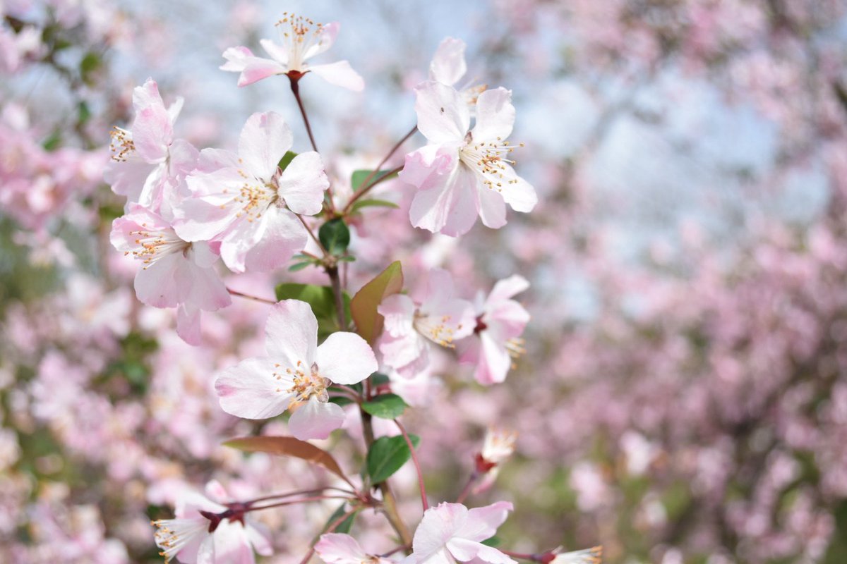 imu201's tweet photo. 桜がとても綺麗な季節です🌸📸
撮れてよかった😌🌸 https://t.co/l7ckn9BEgB