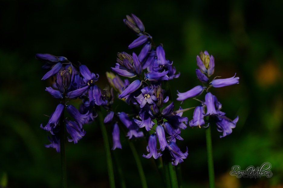 SamWlandscapes's tweet image. Woodland beauty 💜💙 #flowers #naturebeauty #SpringFlowers