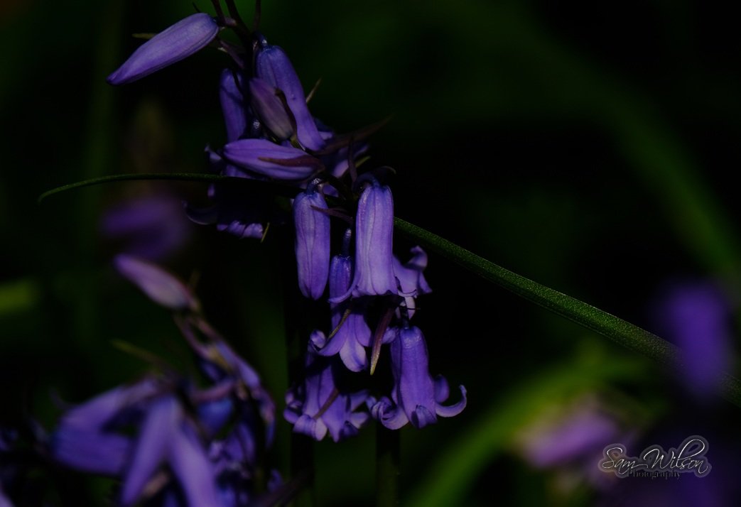 SamWlandscapes's tweet image. Woodland beauty 💜💙 #flowers #naturebeauty #SpringFlowers