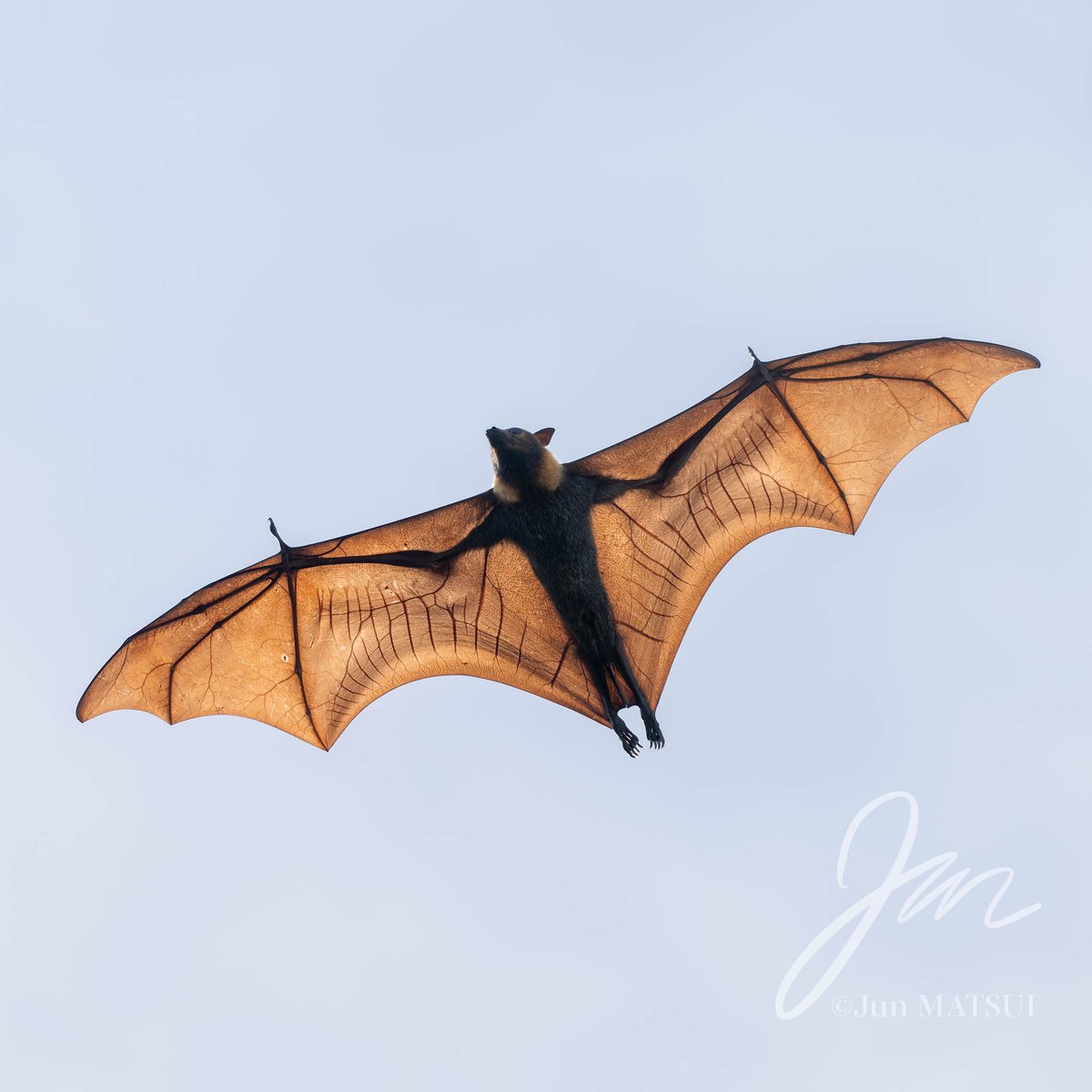 Jun MATSUI tweet media