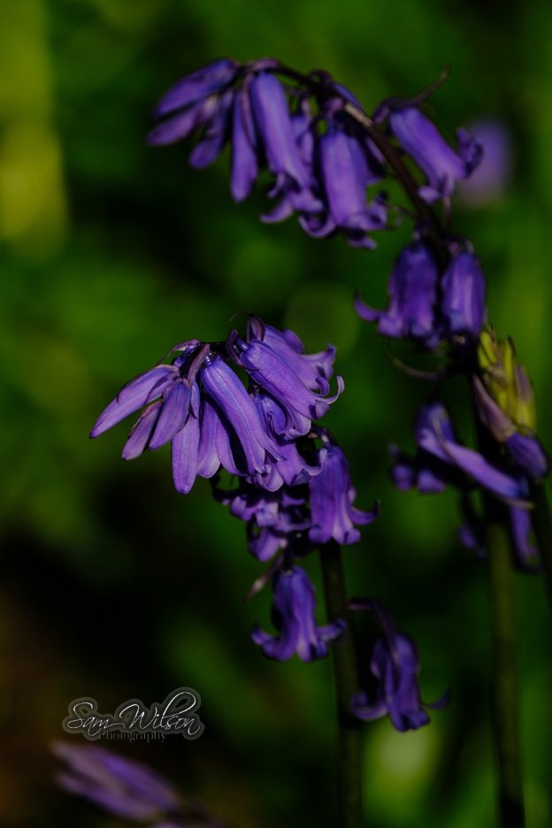 SamWlandscapes's tweet image. Woodland beauty 💜💙 #flowers #naturebeauty #SpringFlowers