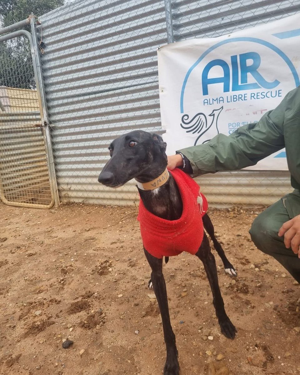 Alma Libre Rescue Italia tweet media