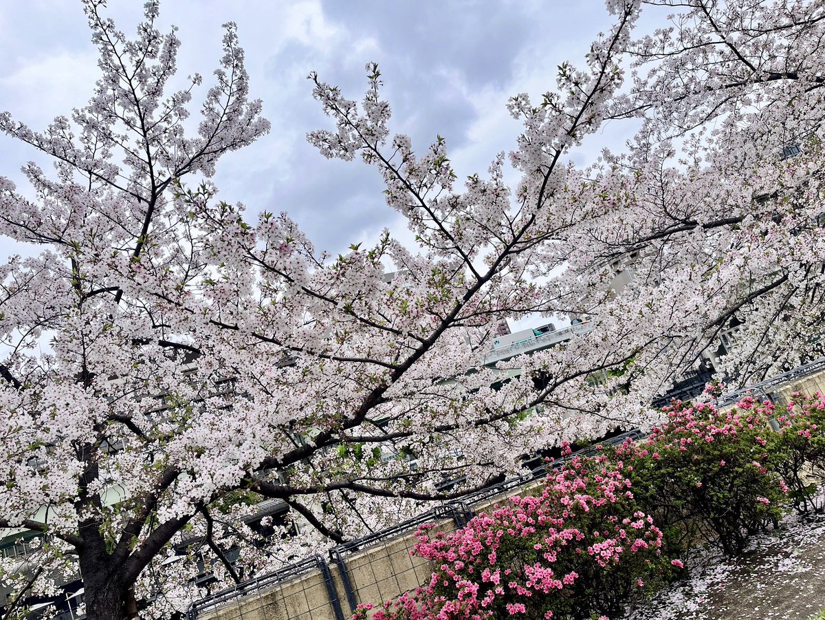 odc_figure's tweet photo. 本日は大阪デザイナー・アカデミーの入学式でした✨
少し肌寒い日でしたが桜も綺麗に咲いていました🌸

新入生代表挨拶をフィギュアデザイン学科の学生が務めました👏
素晴らしいスピーチでした☺️

新入生の皆さん、
ご入学おめでとうございます(*´꒳`*)❣️
２年間一緒に頑張っていきましょう💪🔥 https://t.co/QWLgUl0ml2