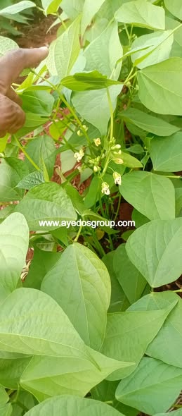 AYEDOSGROUPLTD's tweet photo. Give your crops the boost they deserve
AYEDOS KELPREAL enhances growth, improves nutrient uptake, and supports better flowering — leading to healthier kales and more productive beans.
-Vigorous growth
-Reduced stress
-Better yields &amp; quality
Don’t just grow crops — grow results! https://t.co/JrTcxBhLbp