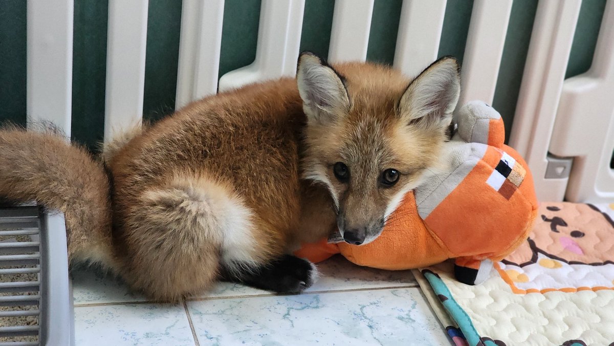 จะเอาจิ้งจอกของแม็คควีนไปซักแต่นางไม่ยอม